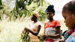 Three women harvest food in a field. 