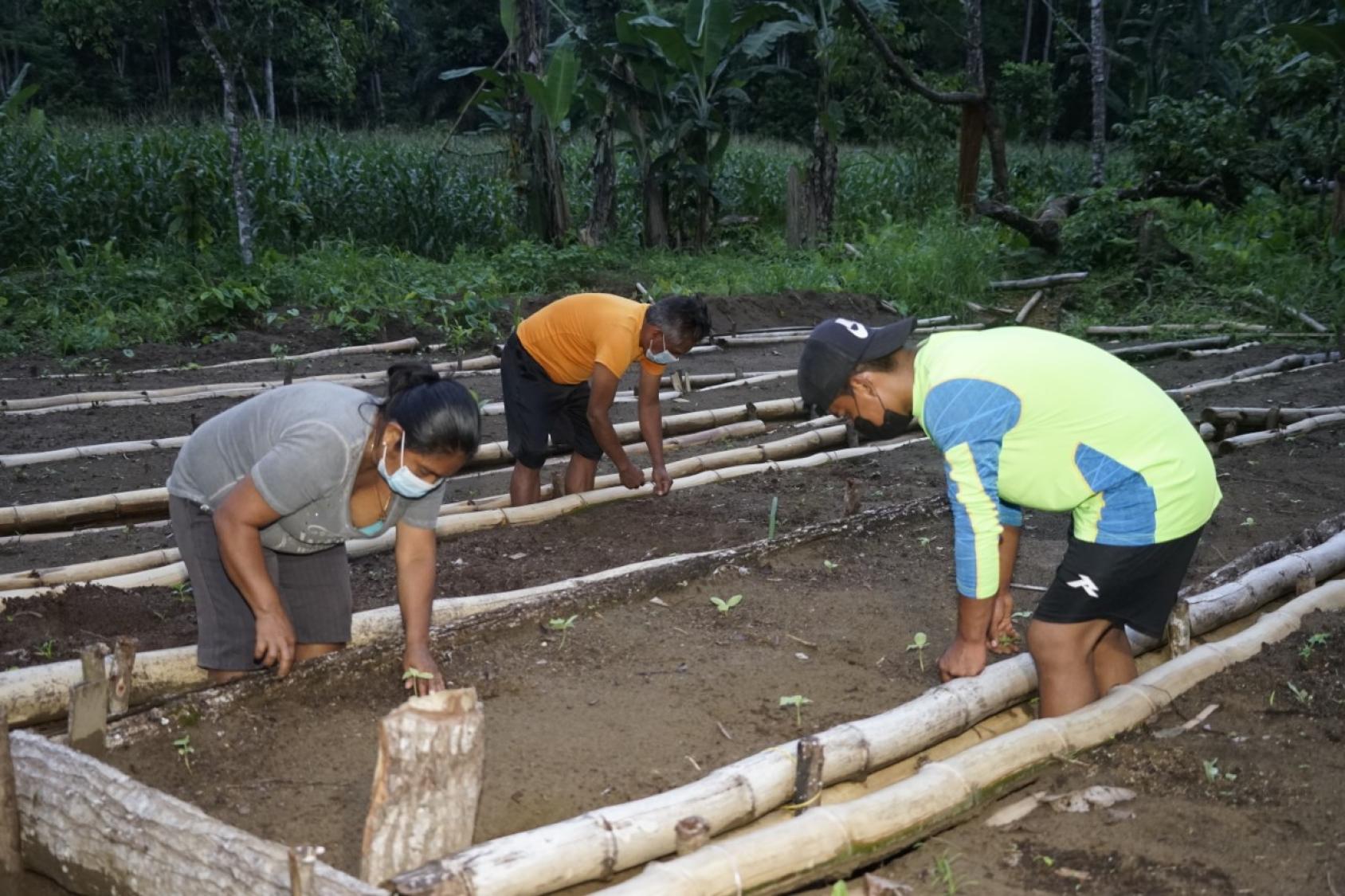 Three people working together to create beds for farming near a jungle.