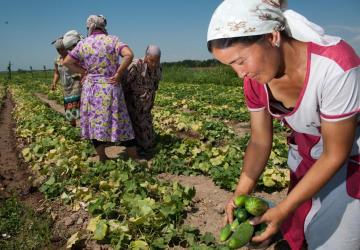 Des femmes portant chacune un foulard sur la tête travaillent dans un champ par une journée ensoleillée et récoltent des légumes verts. 