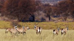يقف ستة من حيوانات المها الجنوب أفريقي في حقل في محمية في ناميبيا.