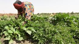 Una agricultora trabaja en un campo de pimientos creado como parte de un proyecto agrícola apoyado por la FAO.