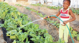 A smiling young boy waters some produce on a farm. 