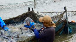 Un pescador se encuentra en el agua junto a una red de peces capturados mientras inspecciona la boca de un pez.