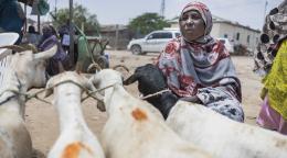 在一个露天牲畜市场，一名妇女坐在山羊旁边。