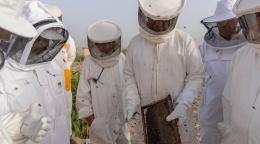 Beekeepers wearing protective suits and inspecting the bee hive.