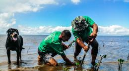 Dos hombres con camisetas verdes plantando manglares