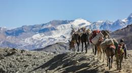 Mules cross from Dolpo to Mustang, above Kagbeni