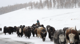 Herd of yaks walk along the road in snow 