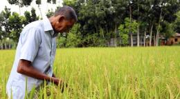 由于这种新品种的问世，孟加拉国农民现在每公顷稻田可收获近7吨水稻，比世界平均每公顷产量高出75%。