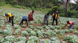 A group of men and women work in the field, picking a leafy-like vegetable.