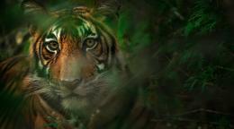 An image of a tiger hiding amid green bushes