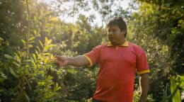 在巴拉圭东部，艾瓦瓜拉尼族的土著人民坚守古老的传统，他们采摘马黛树的叶子，用于制作一种深受人们喜爱的咖啡因饮料。随着野生马黛树日渐稀少，当地人在粮农组织的帮助下推广马黛树种植，以保护环境和改善生计。