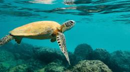Vulnerables al aumento de las temperaturas oceánicas provocada por el cambio climático, las tortugas marinas se enfrentan a un mayor riesgo en sus hábitats naturales.    