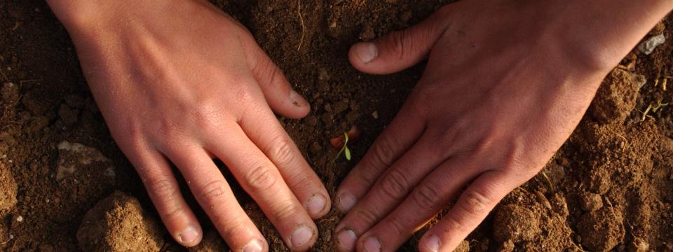 Two small hands placed side-by-side on soil as a little plant sprouts in between the hands. 