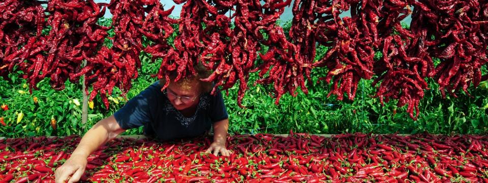 A woman sorts through a big box of red chili peppers. 