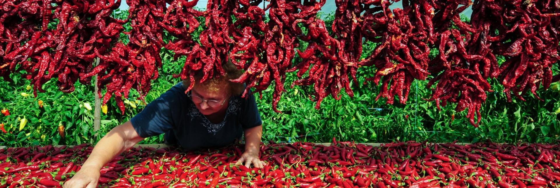 A woman sorts through a big box of red chili peppers. 