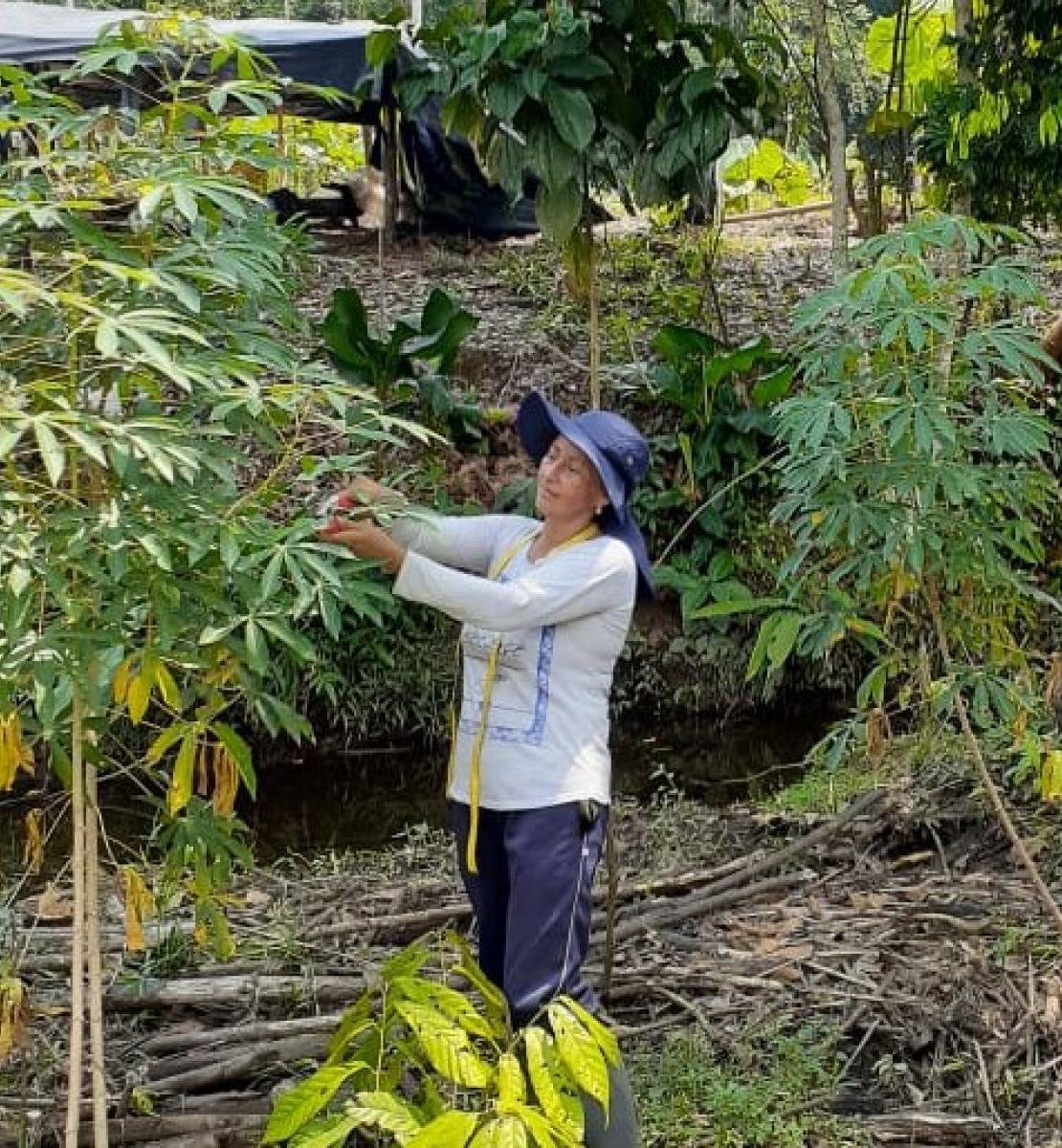 A woman in a blue hat and a white shirt collects crops from a tree. 