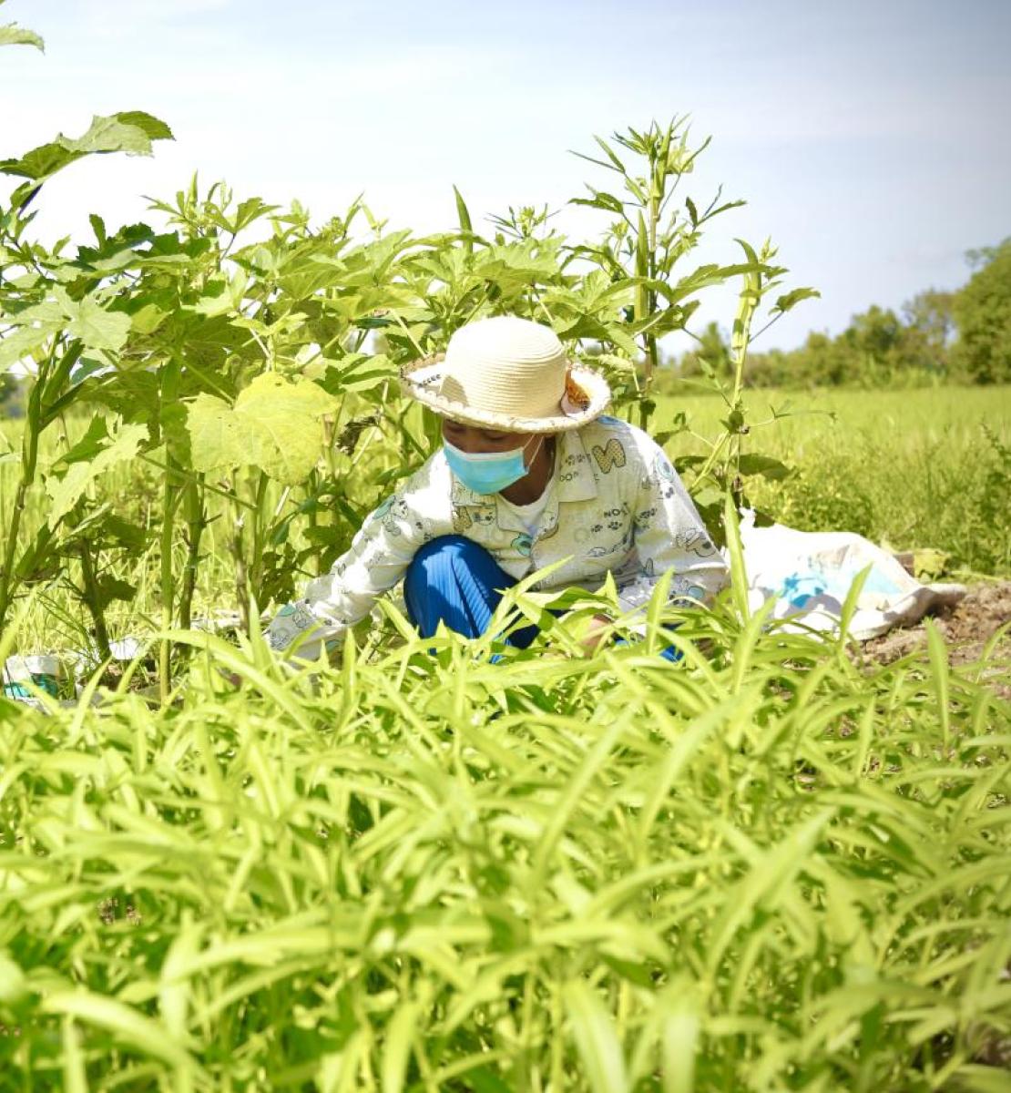 A women working in the vegetable field. 