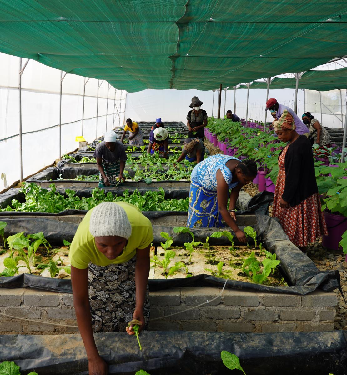 Las mujeres en un invernadero plantan e inspeccionan diferentes filas de plantas y variedades. Llevan faldas de colores y estampados.
