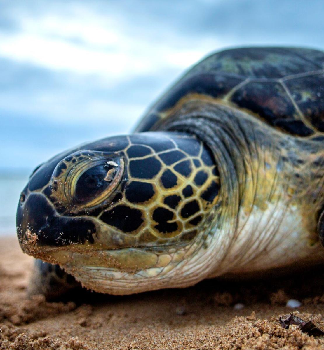 绿海龟在海滩上筑巢。