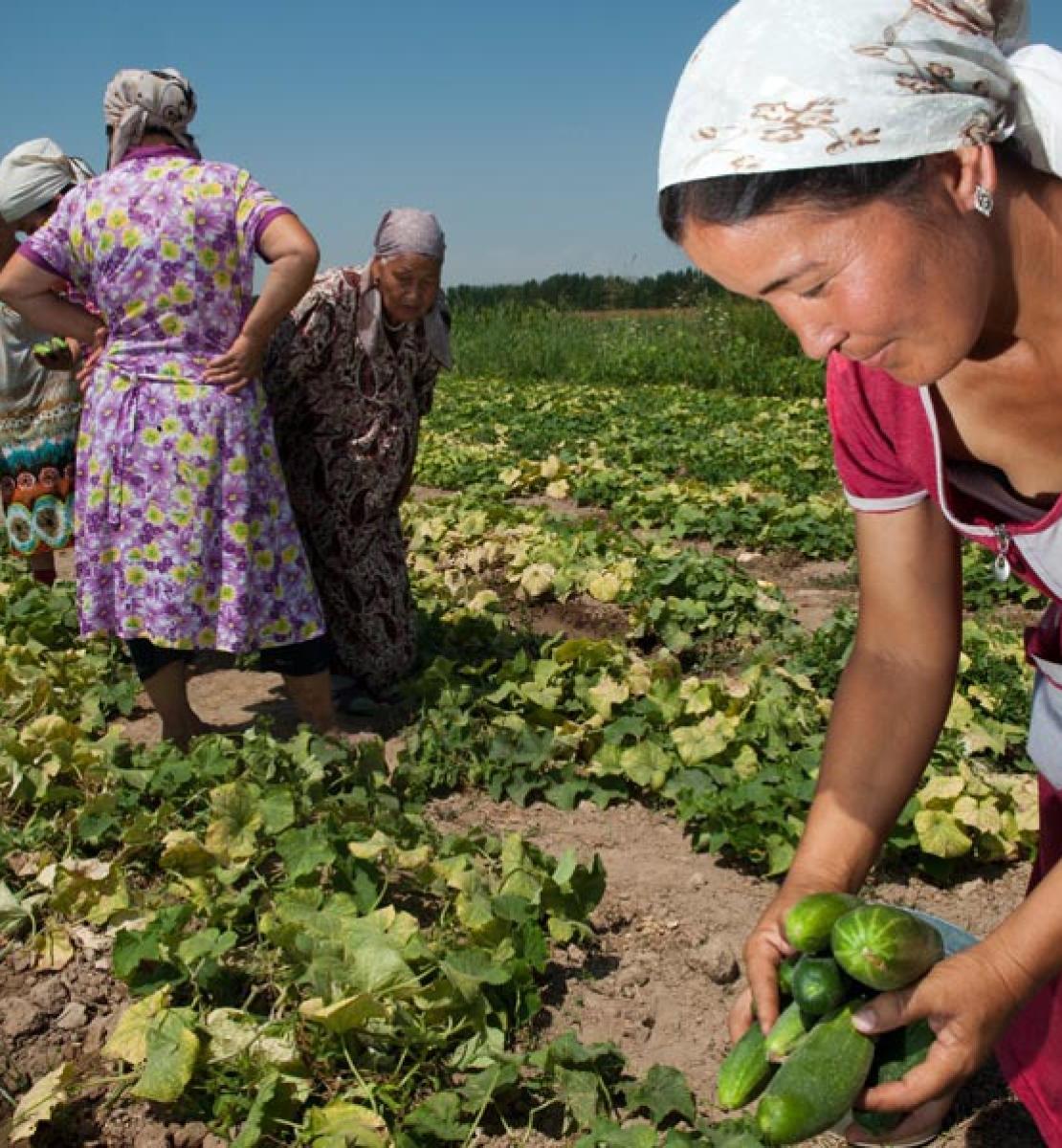 Women work in a field, harvesting crops.