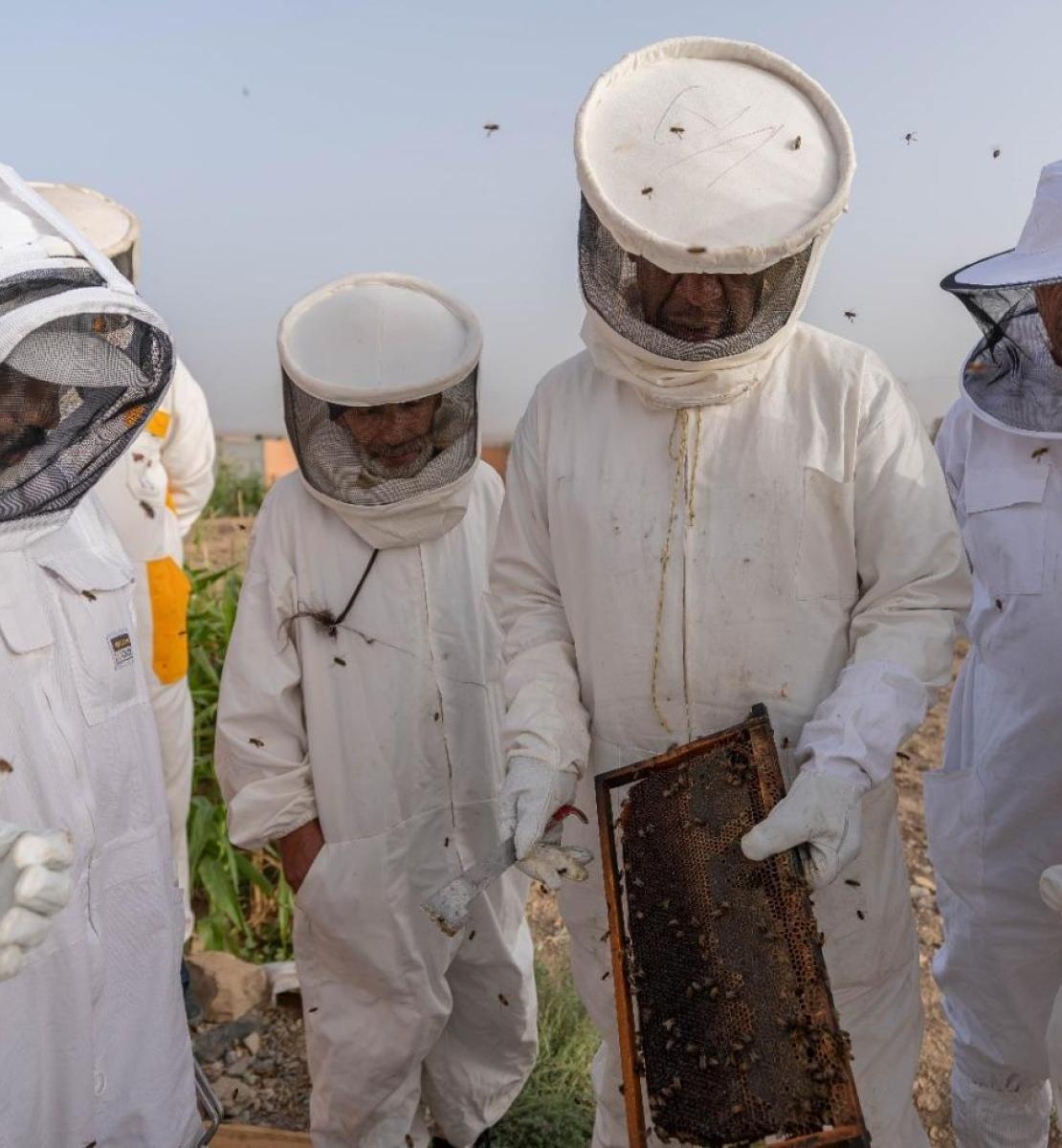 Au Maroc, des apiculteurs portant des combinaisons de protection inspectent un plateau de récolte de miel.