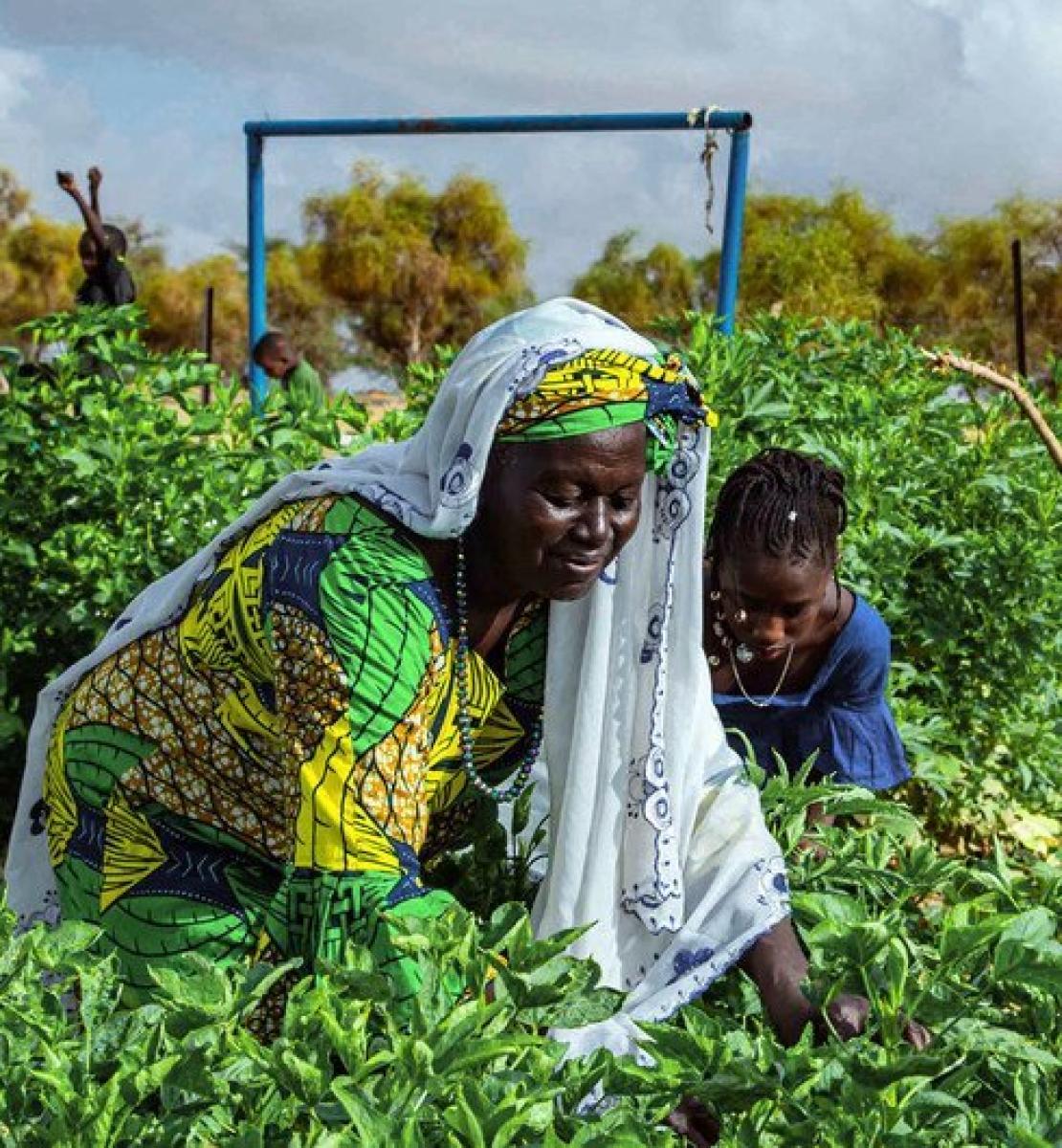 在毛里塔尼亚南部，一个由妇女合作社经营的花园使用太阳能灌溉庄稼。