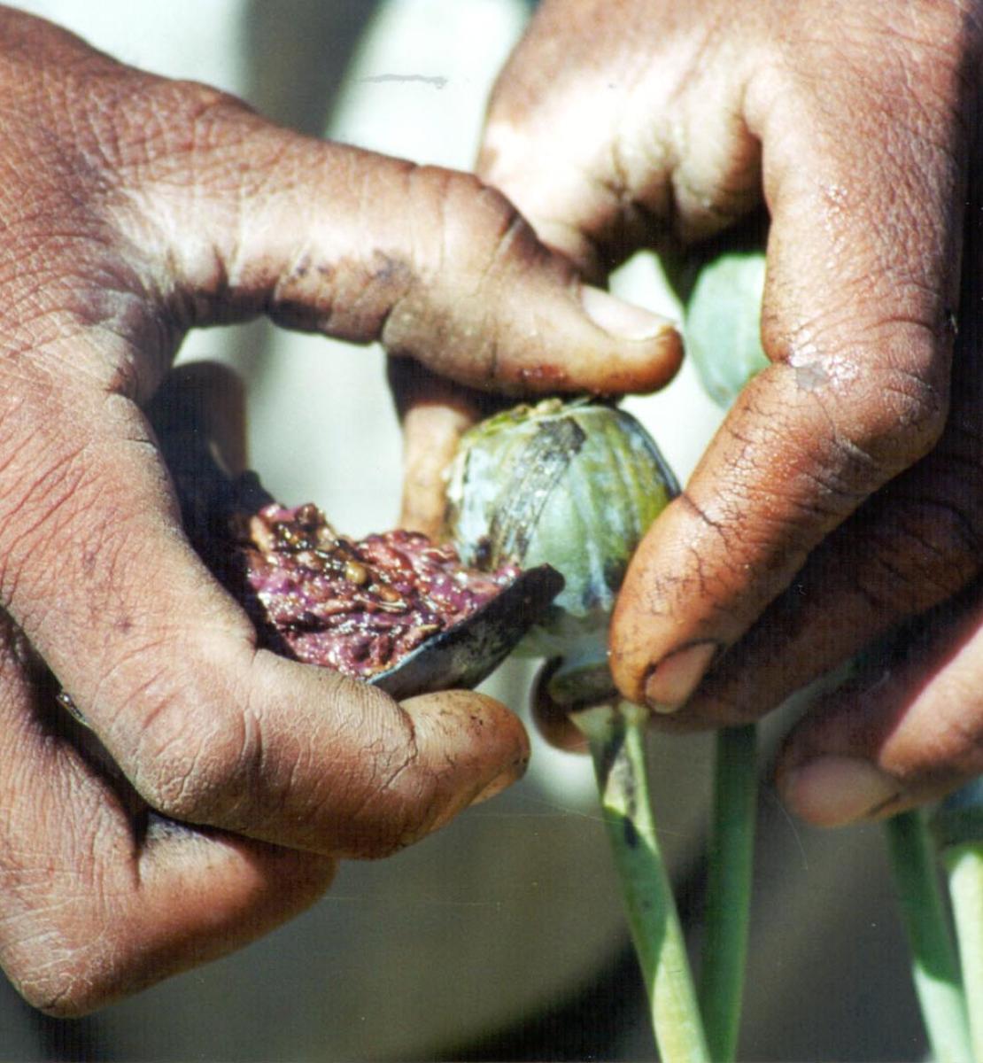 Close-up photo of farmer collecting opium.