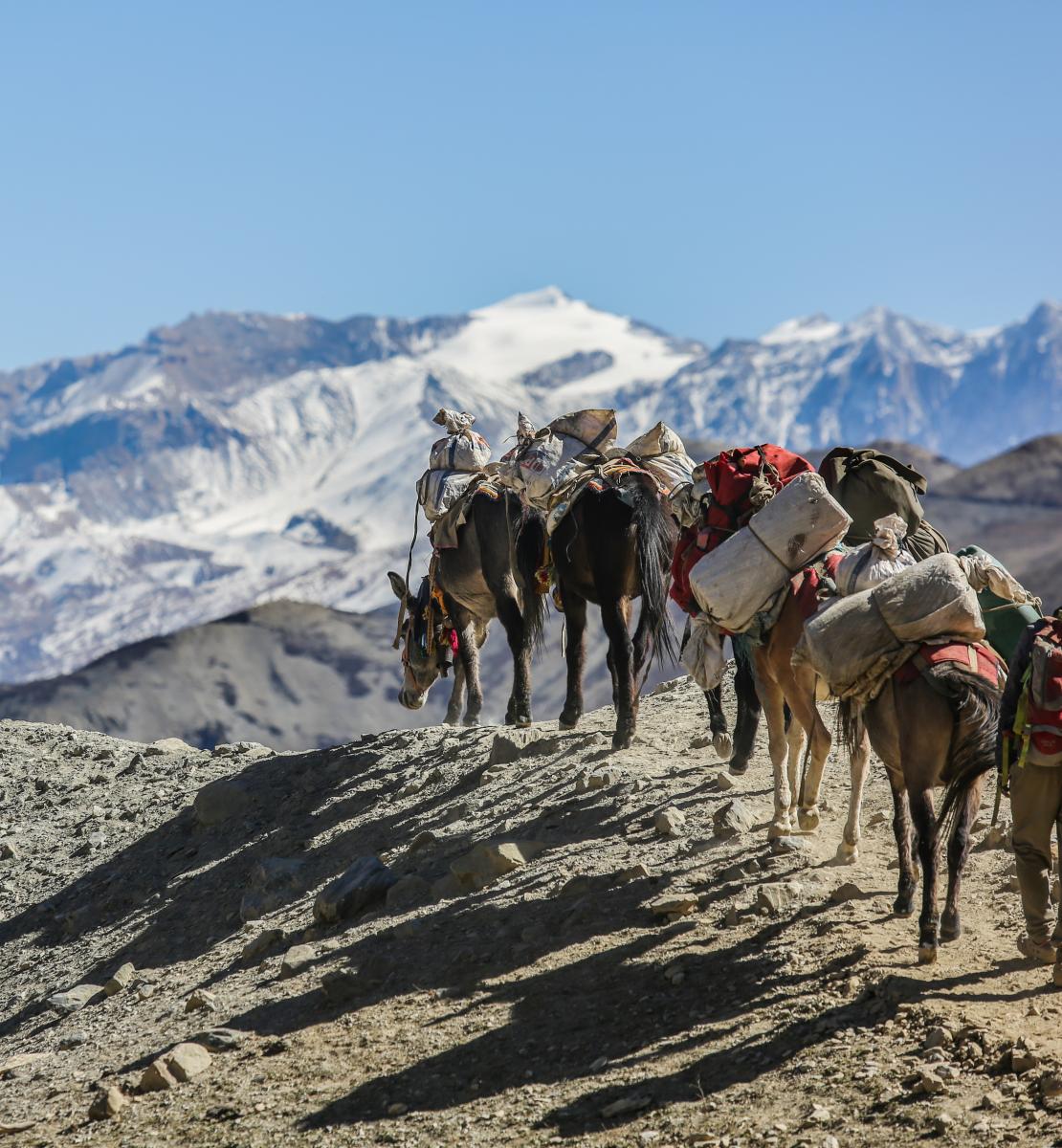 Mules cross from Dolpo to Mustang, above Kagbeni