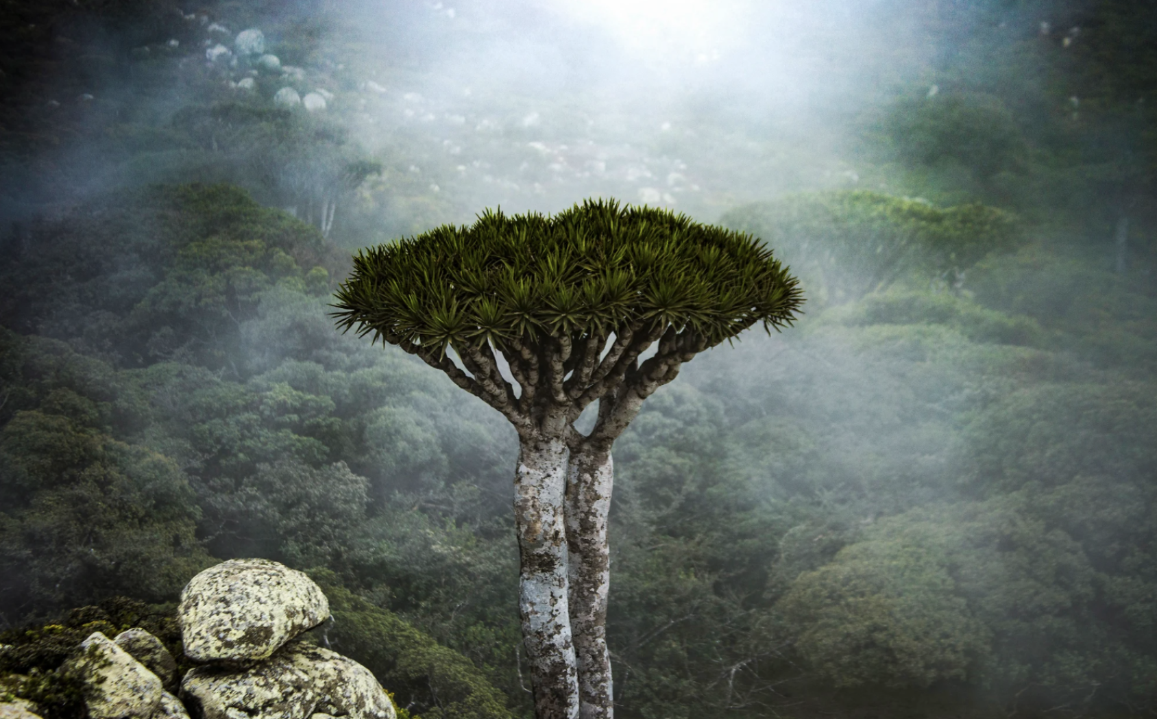 A close up image of the dragon tree in a foggy forest. 