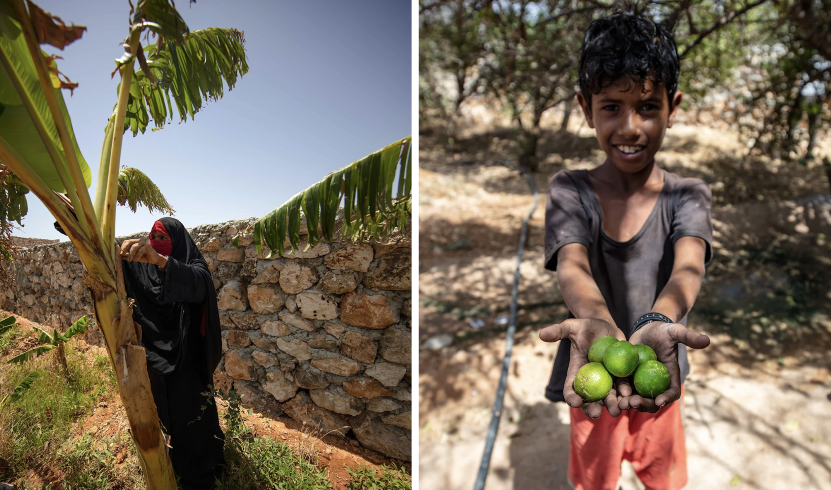 Deux photos juxtaposées : sur celle de gauche, une femme en burka se tient près d'un arbre et, sur la photo de droite, un jeune garçon montre à la caméra les citrons verts qu'il tient dans les mains.