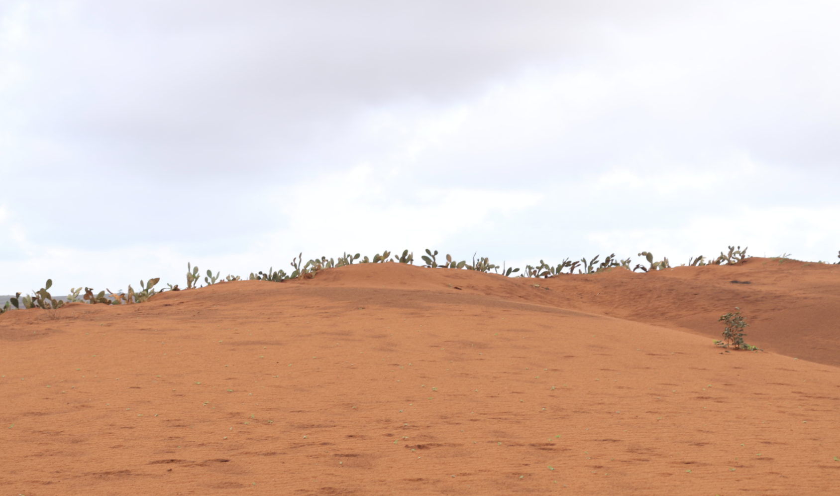 A landscape image of red/orange sand dunes with a few green plants growing on top. 