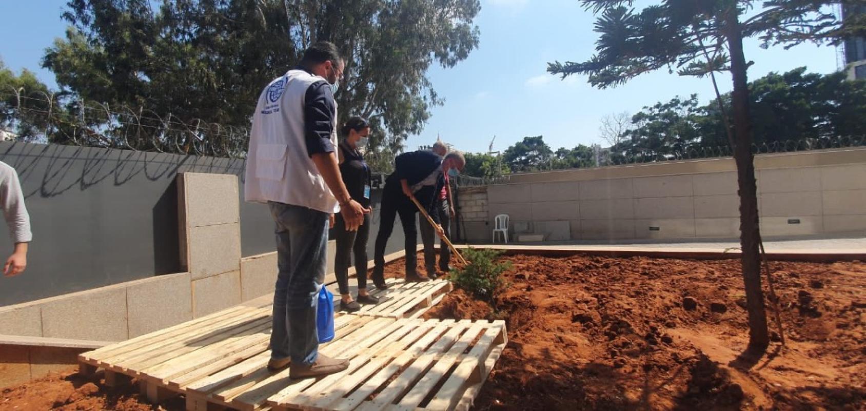 UN Staff are shown planting a tree in remembrance of the one year after the explosion
