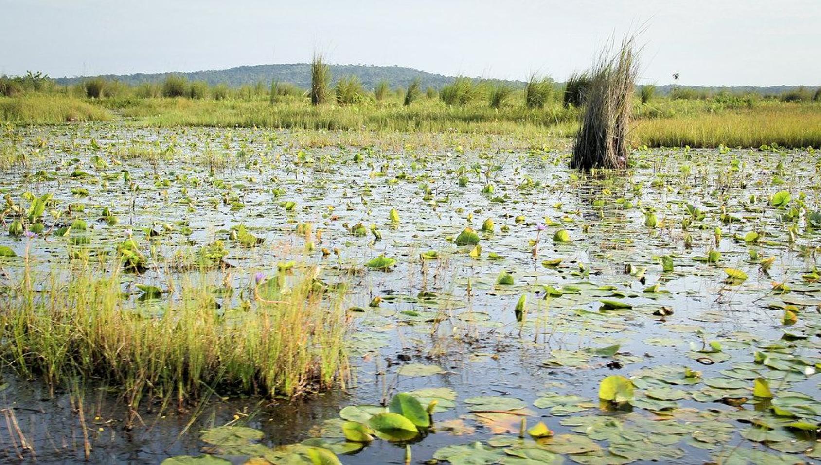 A landscape image of wetlands with mountains in the background. 
