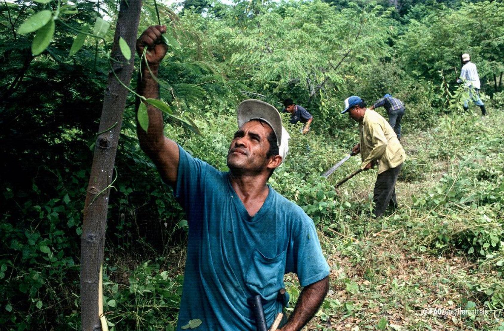 Several men working in a field. 