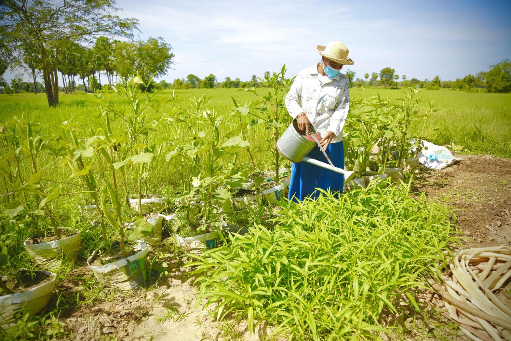A women is watering the vegetables in the field.
