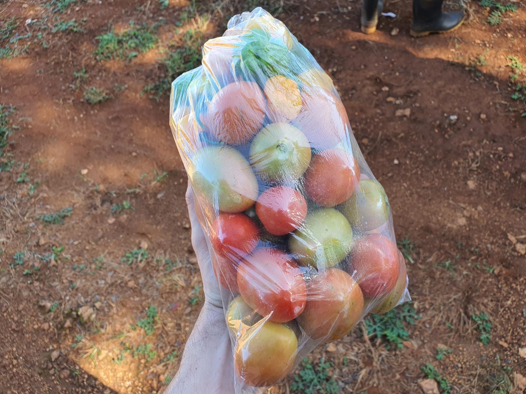 A hand holding a bag full of tomatoes and other fruits.
