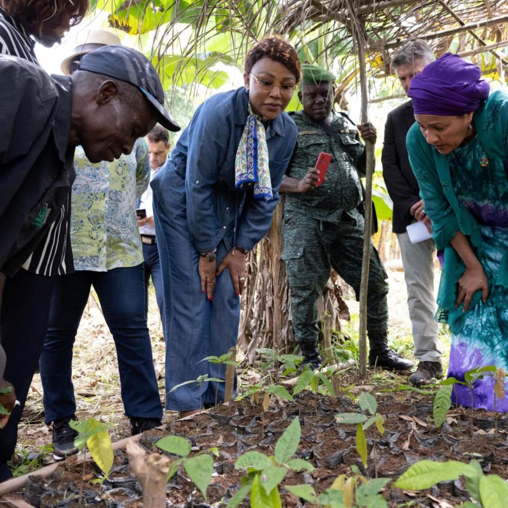 La régénération des plantations grâce à l'agroforesterie est essentielle pour la pérennité de la filière cacao en Côte d’Ivoire, selon la Vice-Secrétaire générale de l’ONU. 
