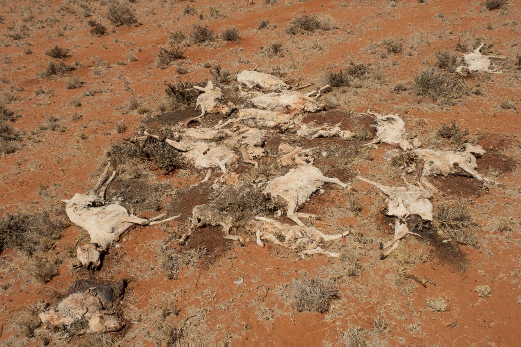 Un rebaño de camellos muertos por inanición fue fotografiado en una zona rural de Galmudug, Somaila, en febrero de 2022.