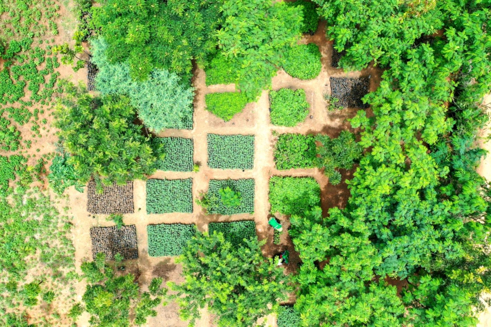 Caption: An aerial view of the tree nursery at Minawao refugee camp, Cameroon