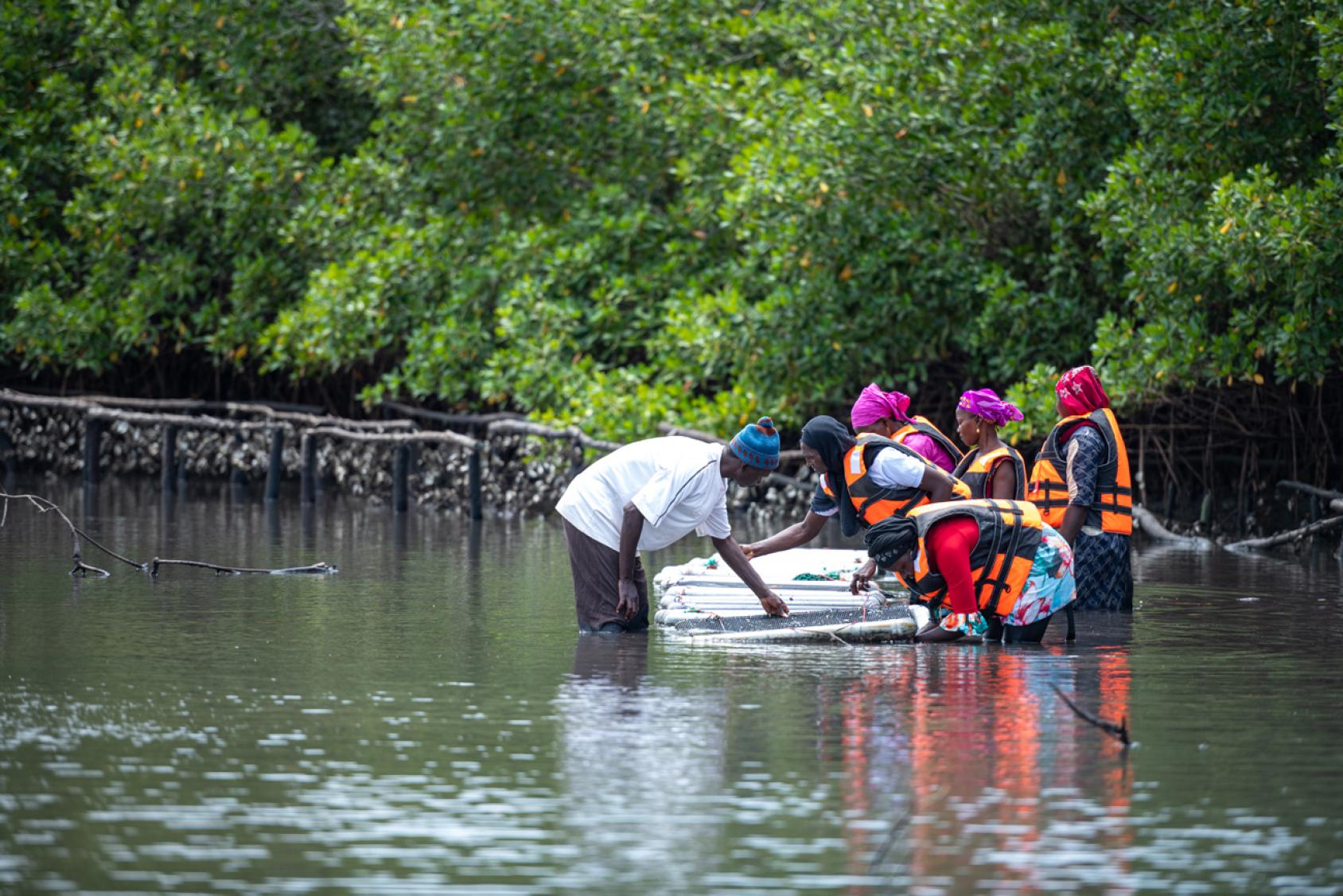 Several people inspect tehir oyster nets in a mangrove, in Senegal