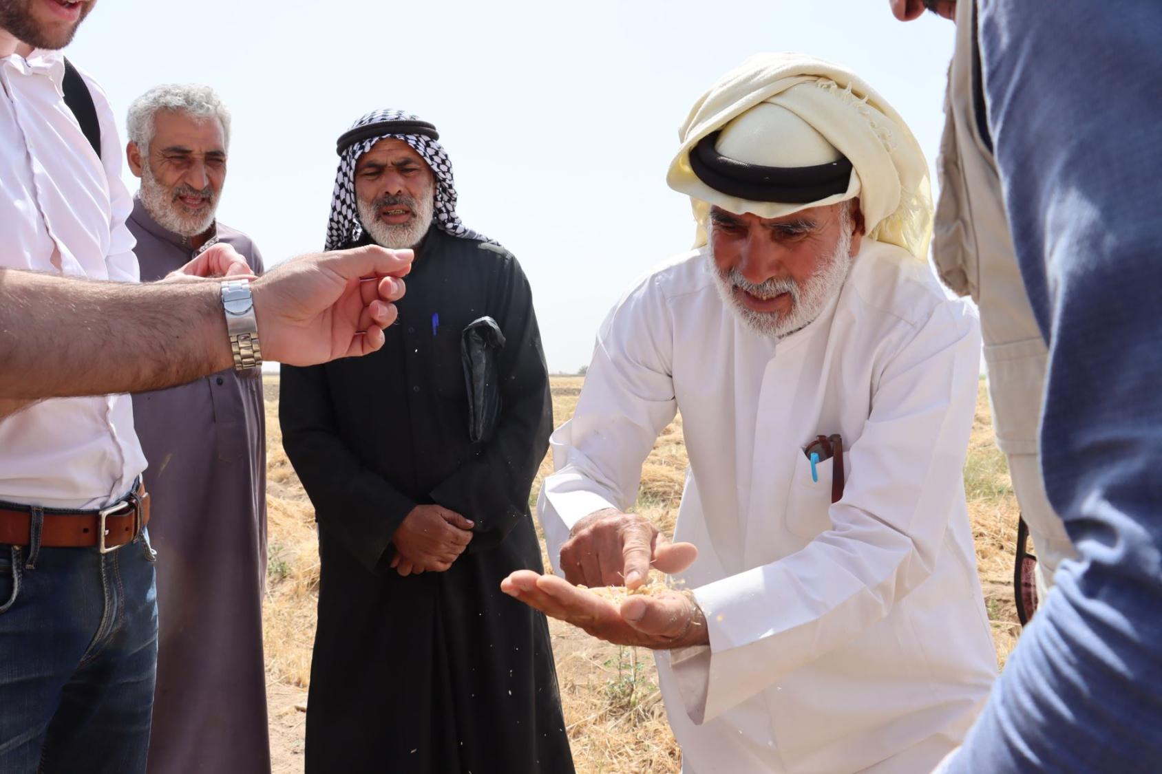 En Syrie, au milieu d’un terrain aride, un homme portant une djellaba blanche et un turban de couleur beige se penche vers la caméra en inspectant les céréales qu’il tient dans la main, entouré de plusieurs autres hommes.