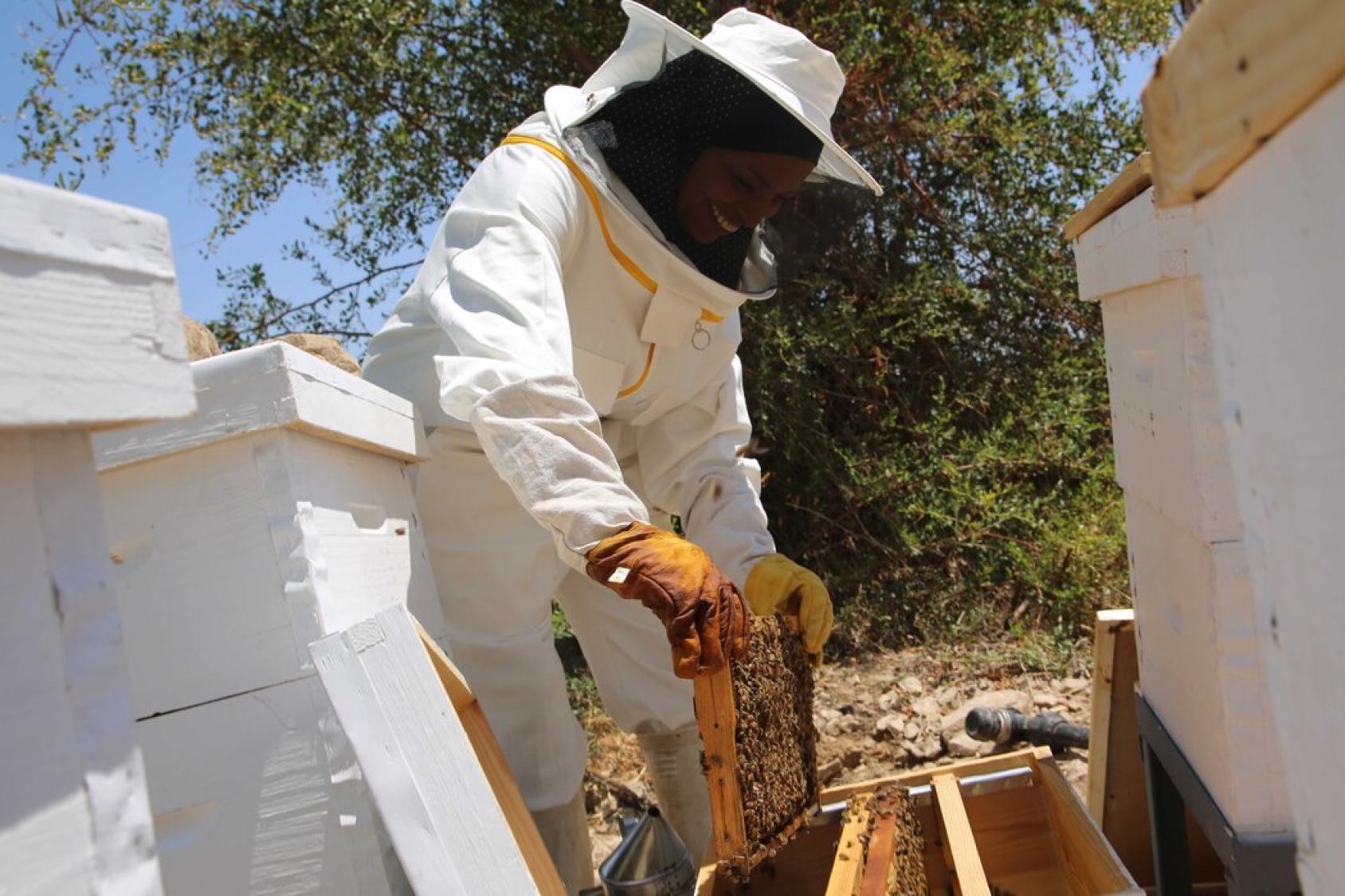 En Cisjordanie, une apiculttrice portant une combinaison de protection blanche inspecte une ruche.