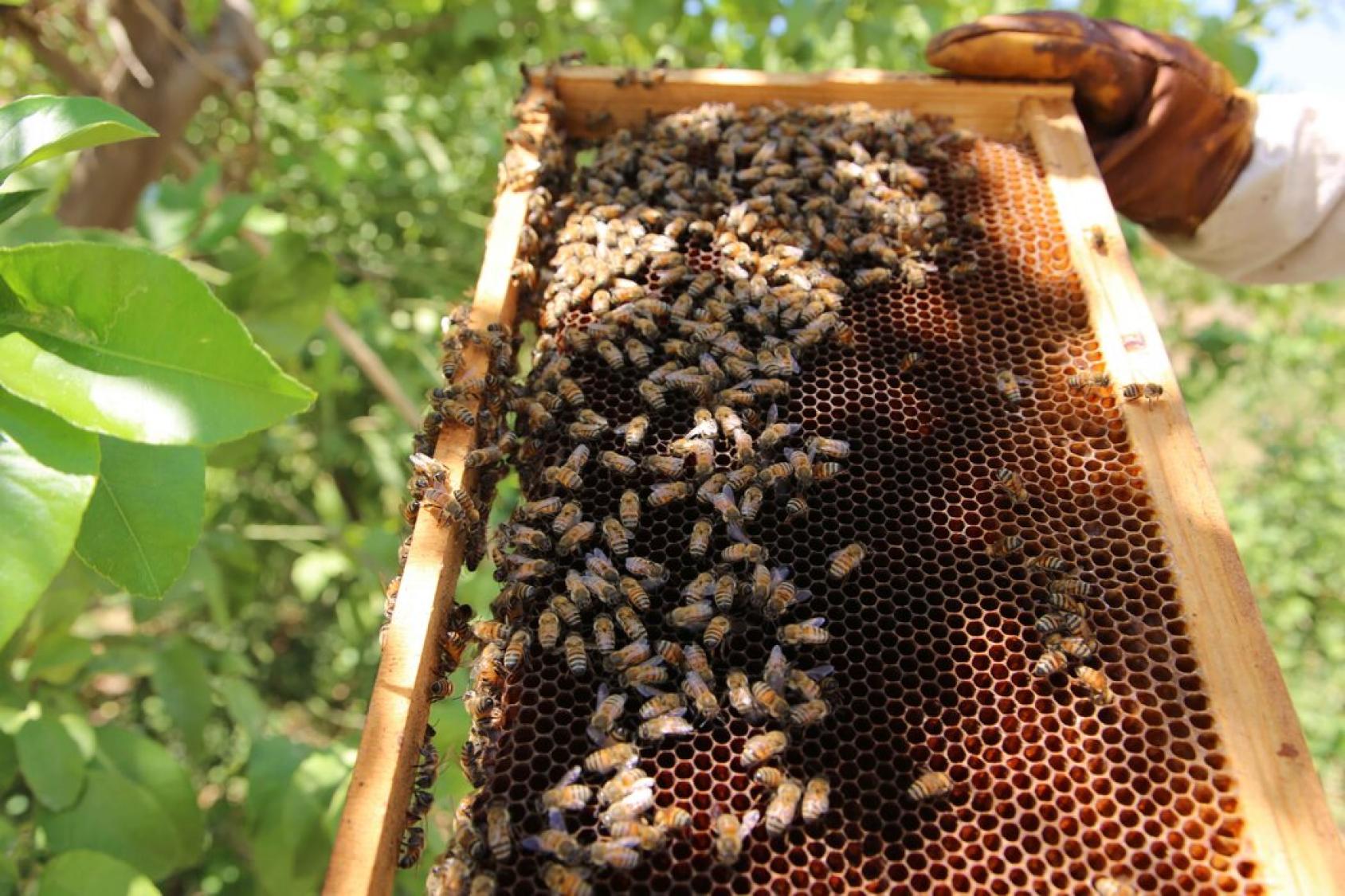 Gros plan sur une main tenant un plateau de récolte de miel.