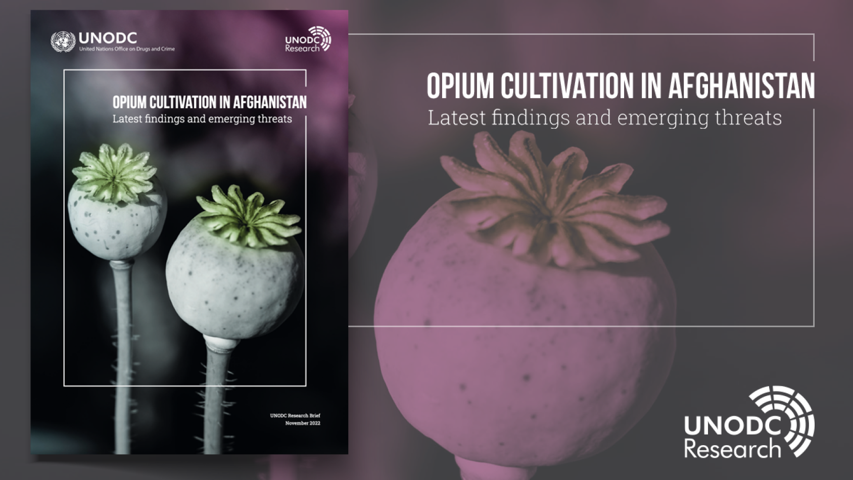 A cover of 2022 UNODC report on Opium cultivation in Afghanistan – latest findings and emerging threats 