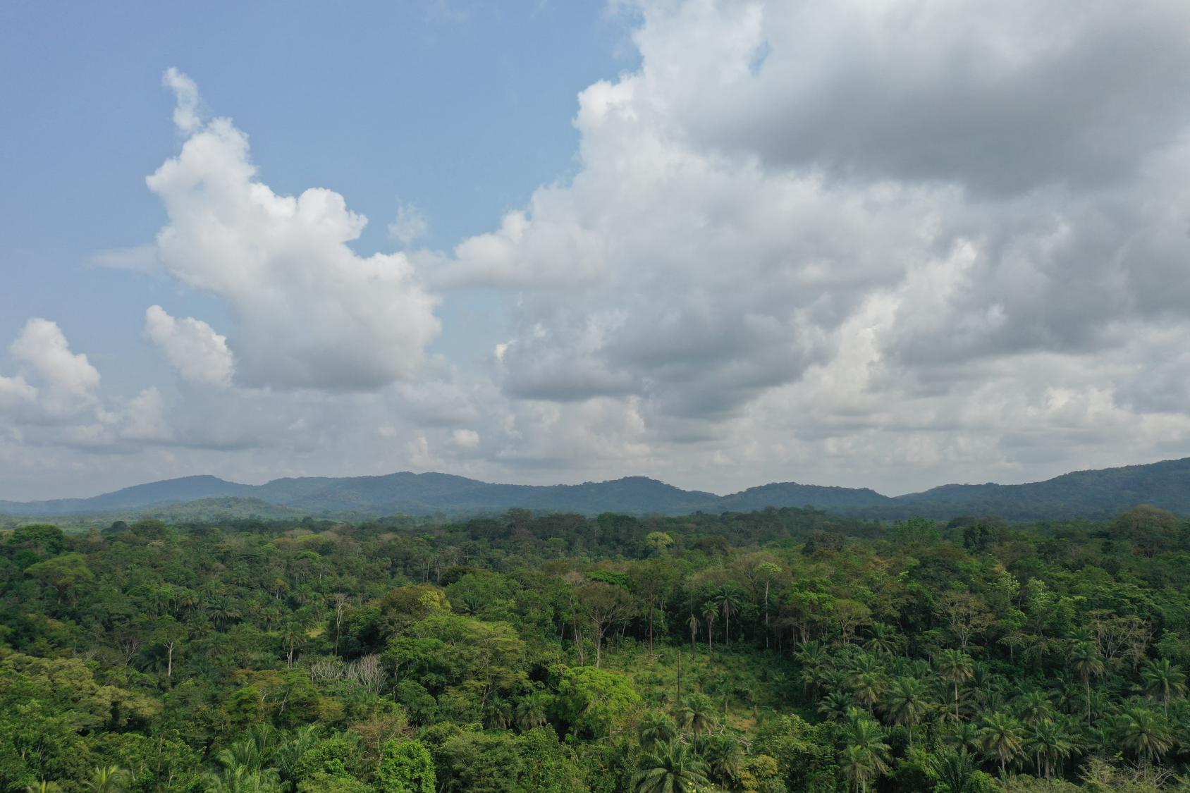 Fears abound that the beautiful greenery of the peninsular area around Freetown may soon disappear due to urbanization, firewood and charcoal production, quarrying and other effects.