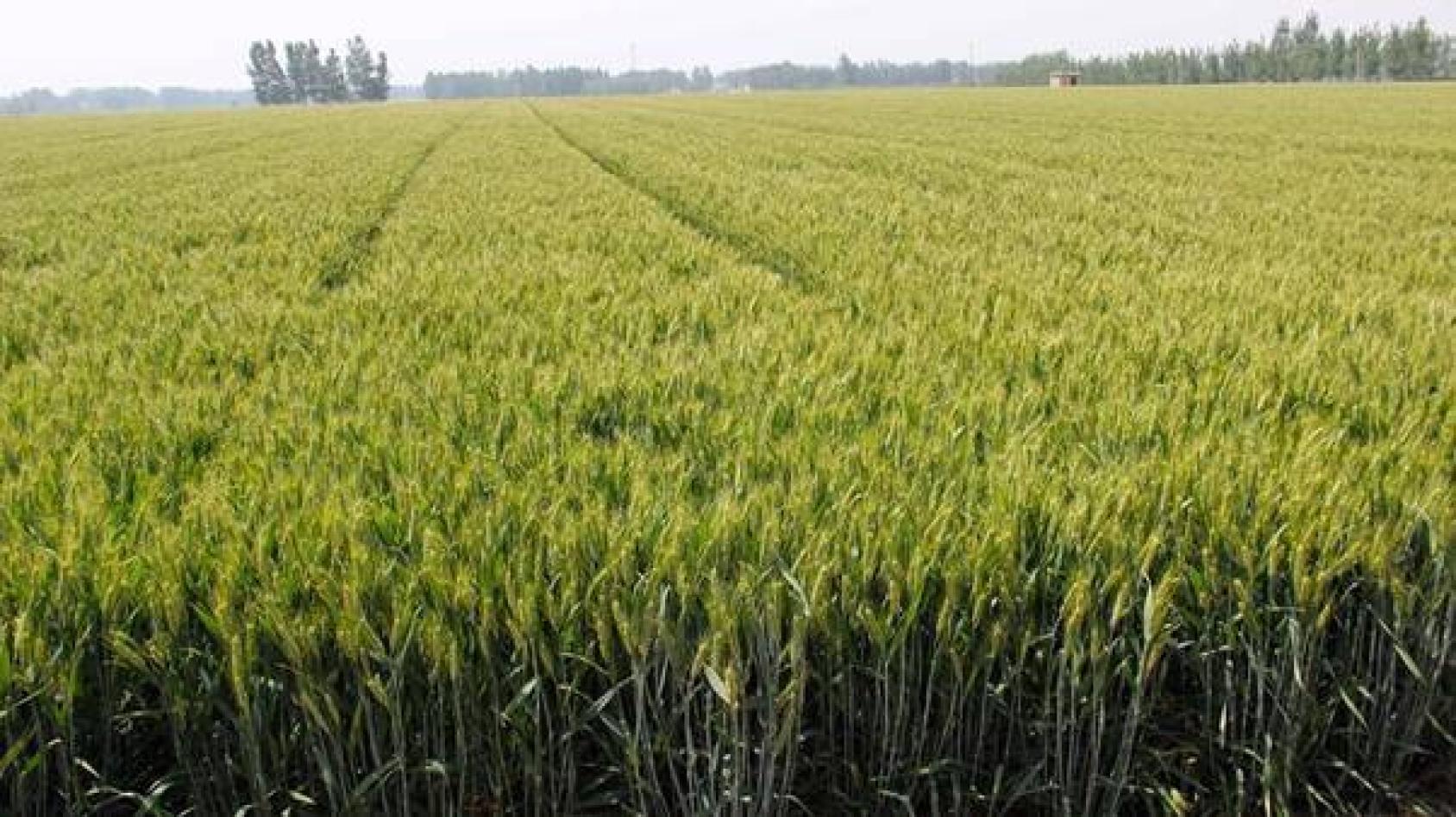 利用宇宙辐射开发的小麦突变品种“鲁原502”
