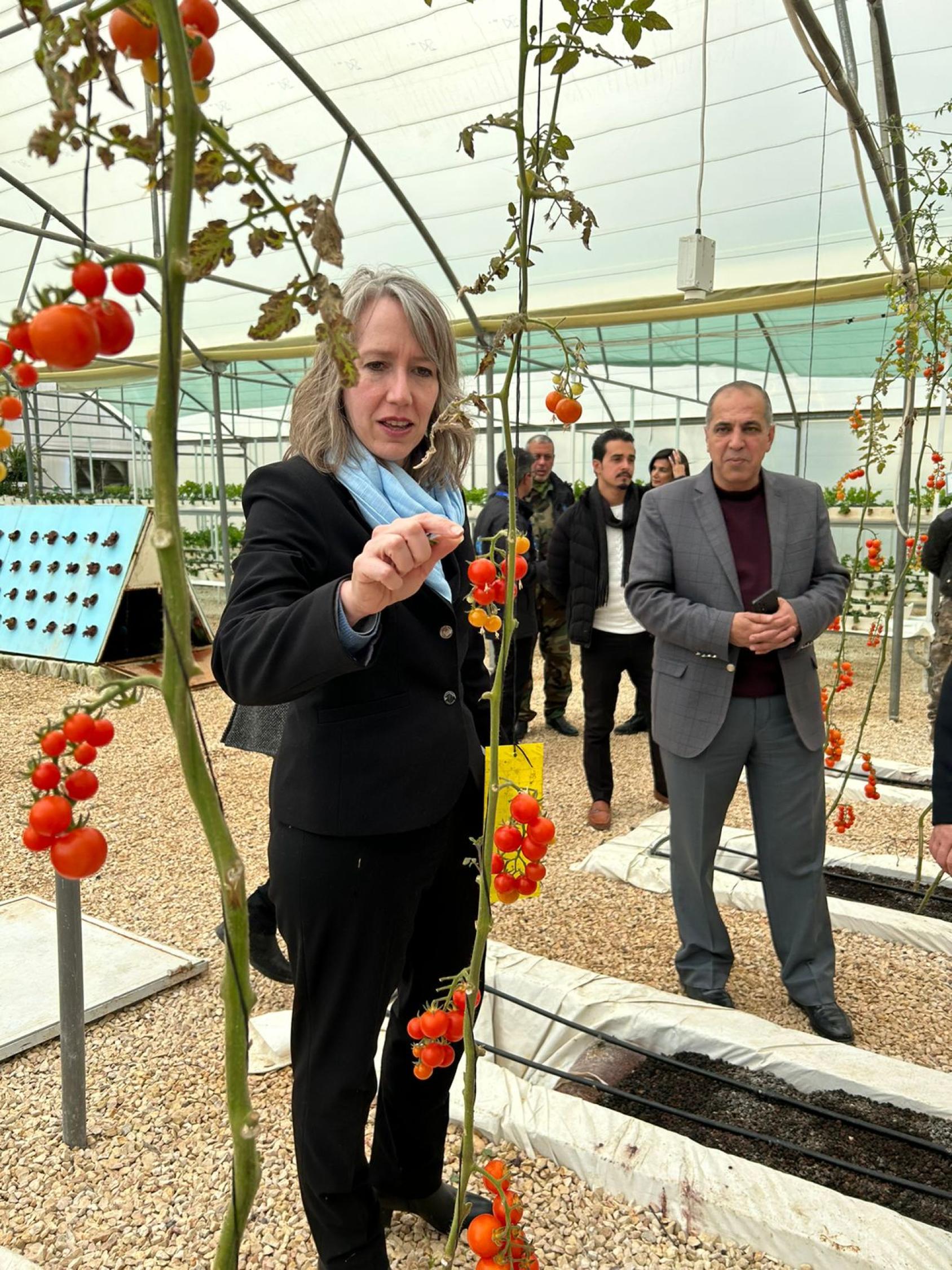 Woman in a black suit looking at tomato vines in a small farm