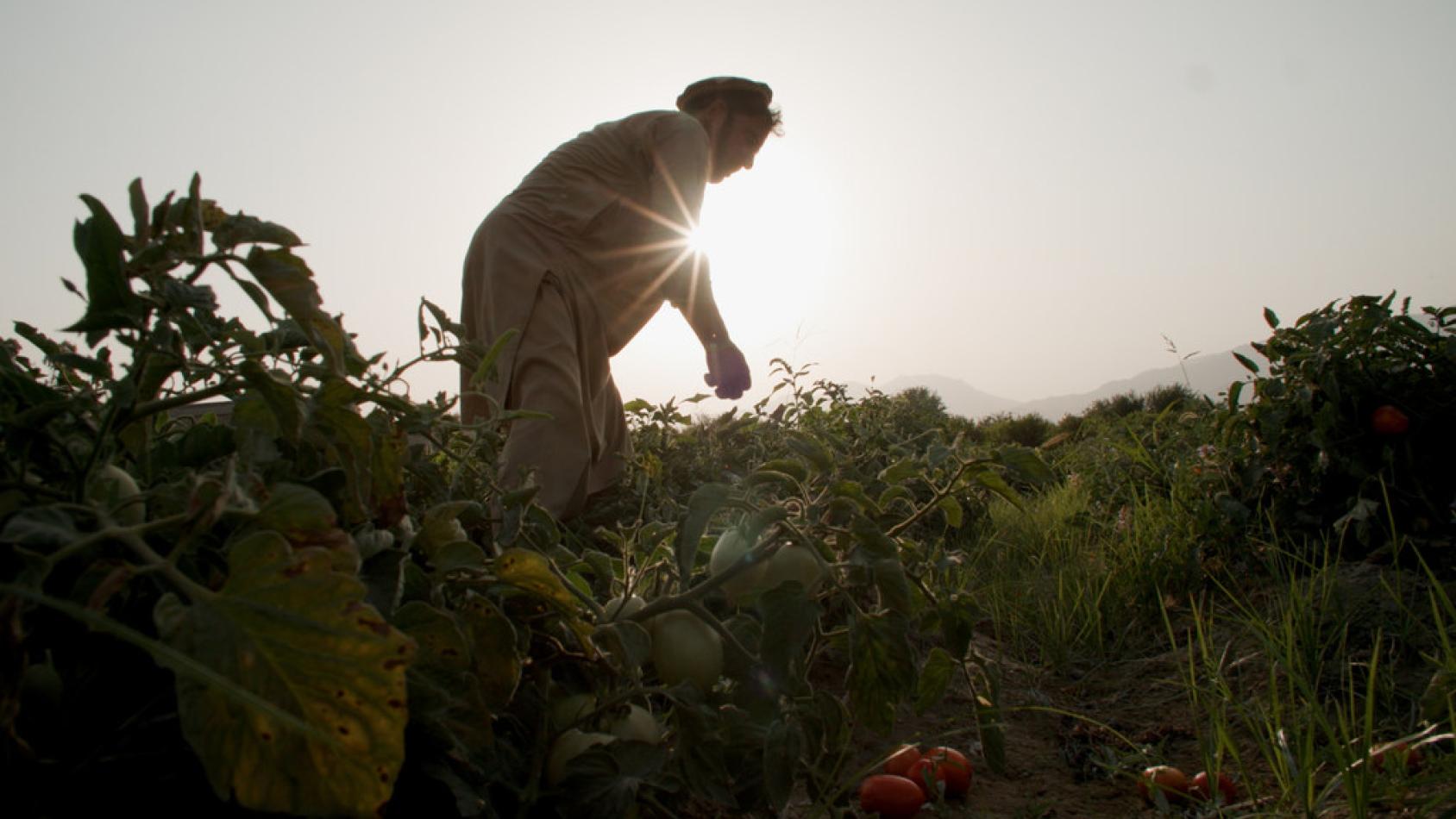 Фигура мужчины на фоне закатного солнца, работающего с посадками помидоров
