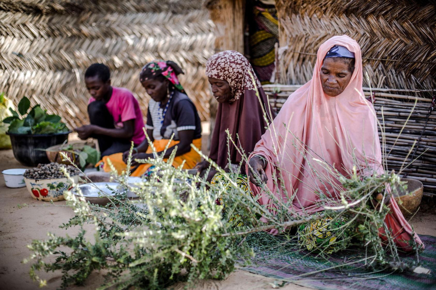 Des femmes au Niger pratiquent l'exploitation durable des ressources forestières.